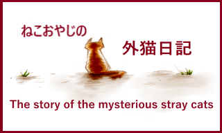 外猫日記